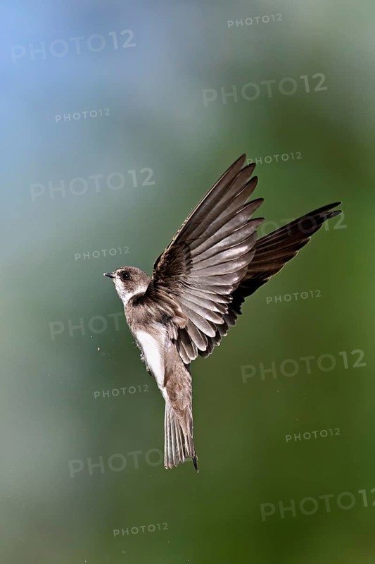 Sand martin (Riparia riparia), in flight, Reussegg nature reserve, Canton Aargau, Switzerland