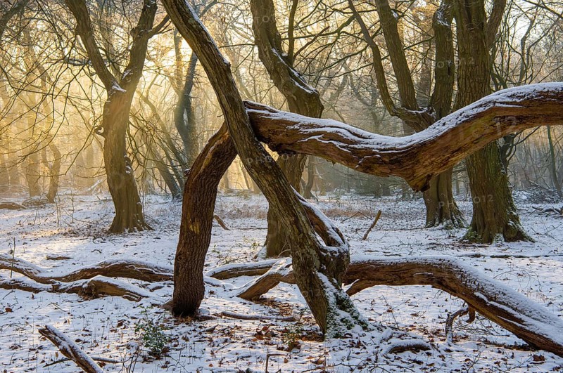 Winter in the jungle tree trail with ancient trees in the Ahlhorner Fischteiche nature reserve, Emstek, Lower Saxony, Germany