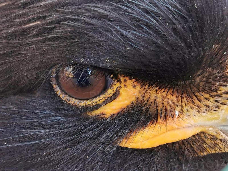 Detailed close-up of the eye of a black Falkland caracara (phalcoboenus australis) in captivity with black plumage and orange accents, Tierpark, Berlin