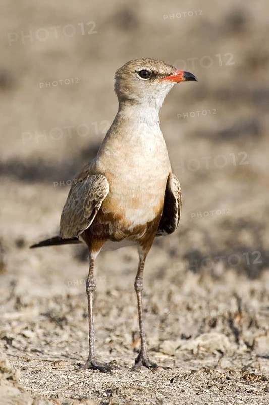 Australian Pratincole (Stiltia isabella), Western Australia, Australia