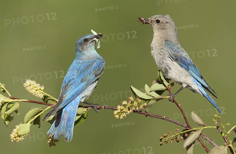 Mountain Bluebird (Sialia currucoides), Montana, USA