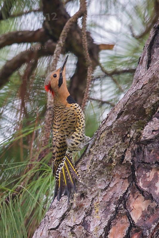 Northern Flicker (Colaptes auratus) perched on a branch in Cuba