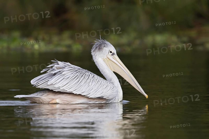 Pink-backed Pelican (Pelecanus rufescens), Lake Naivasha, Kenya