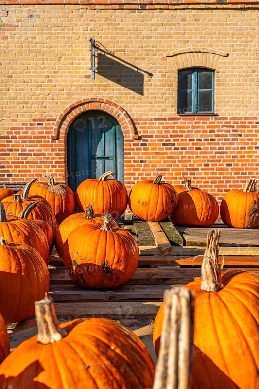 Ripe pumpkins lying on an old wooden trailer in front of a farm shop on a farm, village of Rieben near Beelitz, Fläming, Brandenburg, Germany