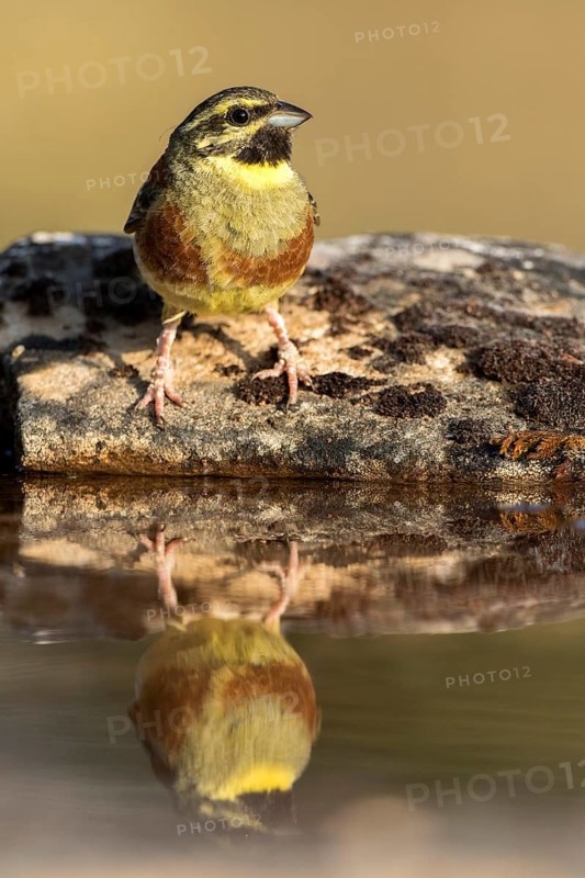 Cirl Bunting (Emberiza cirlus) male, Castile and Leon, Spain
