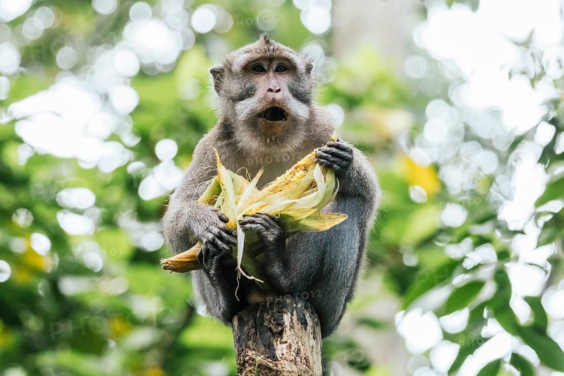 A monkey perches on a tree, savoring an ear of corn amidst lush greenery in Bali. The image captures the essence of wildlife and the vibrant life within tropical forests