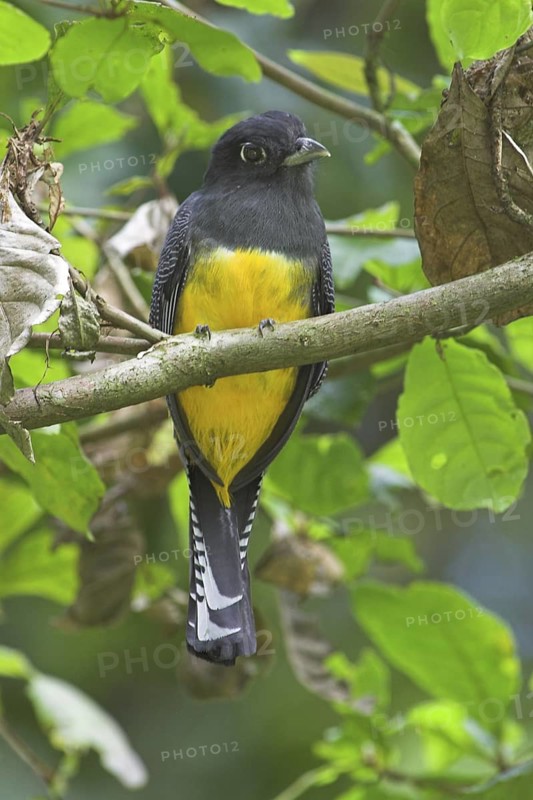 Guianan Trogon (Trogon violaceus), Costa Rica