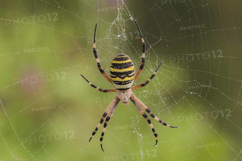 Wespenspinne (Argiope bruennichi) wasp spider
