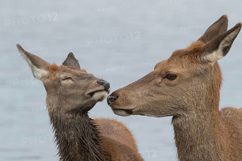 Red deer (Cervus elaphus) adult female parent mother animal and juvenile fawn interacting together, England, United Kingdom