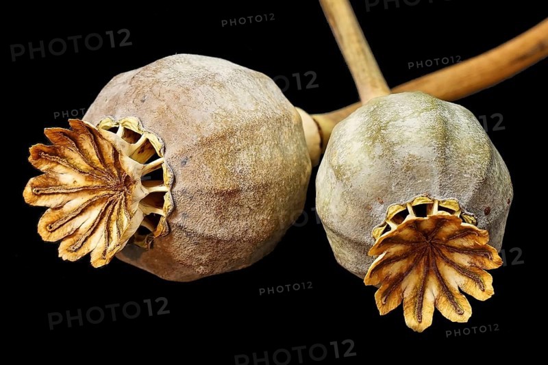 Poppy, poppy seed, capsules, poppy capsules, close-up