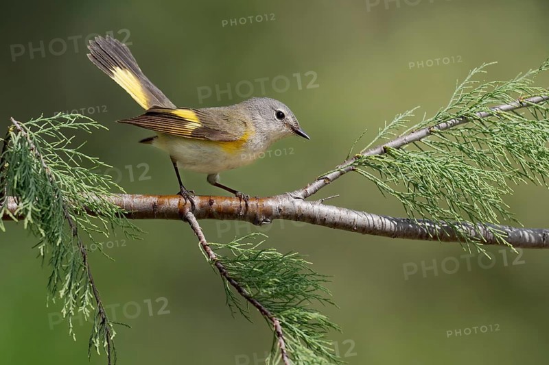 American Redstart (Setophaga ruticilla) female, Texas, USA