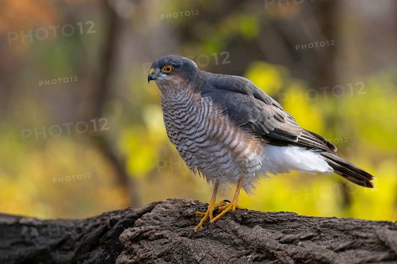 Eurasian Sparrowhawk (Accipiter nisus), Subotica, Serbia