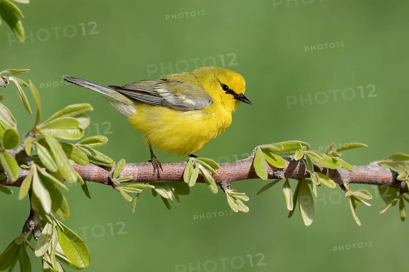 Blue-winged Warbler (Vermivora cyanoptera) male perched on a branch, Texas, USA