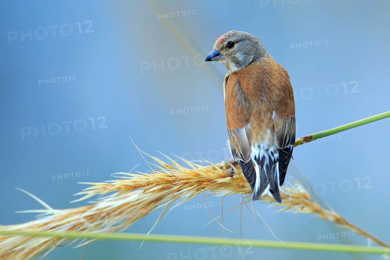 Common Linnet (Linaria cannabina) male, Andalusia, Spain