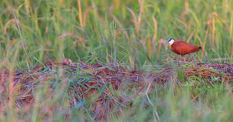 Blue-fronted Jacanas, (Actophilornis africana), Actophilornis africanus