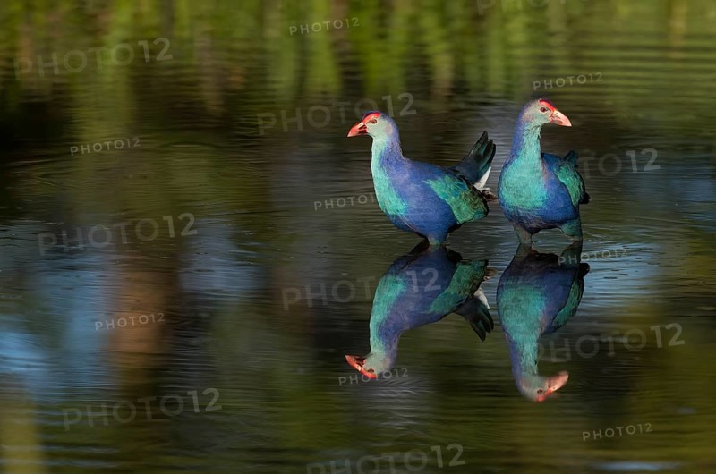 Grey-headed Swamphen (Porphyrio poliocephalus) foraging, Florida, USA