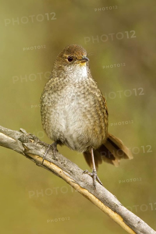 Eastern Bristlebird (Dasyornis brachypterus), New South Wales, Australia
