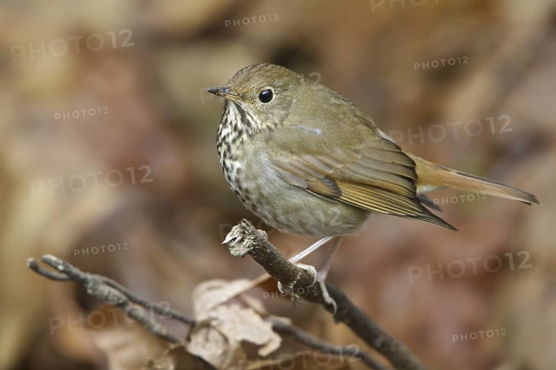 Hermit Thrush (Catharus guttatus), British Columbia, Canada