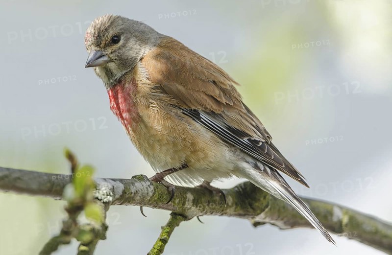 Common Linnet (Linaria cannabina) male, Schleswig-Holstein, Germany