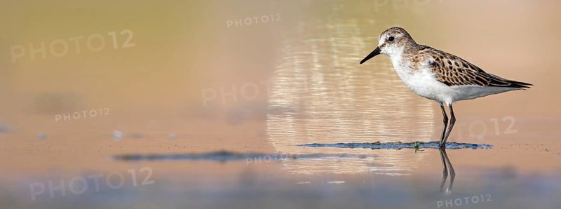 Little sandpiper (Calidris minuta), foraging in the Salalah biotope, Raysut, Sohar, Oman