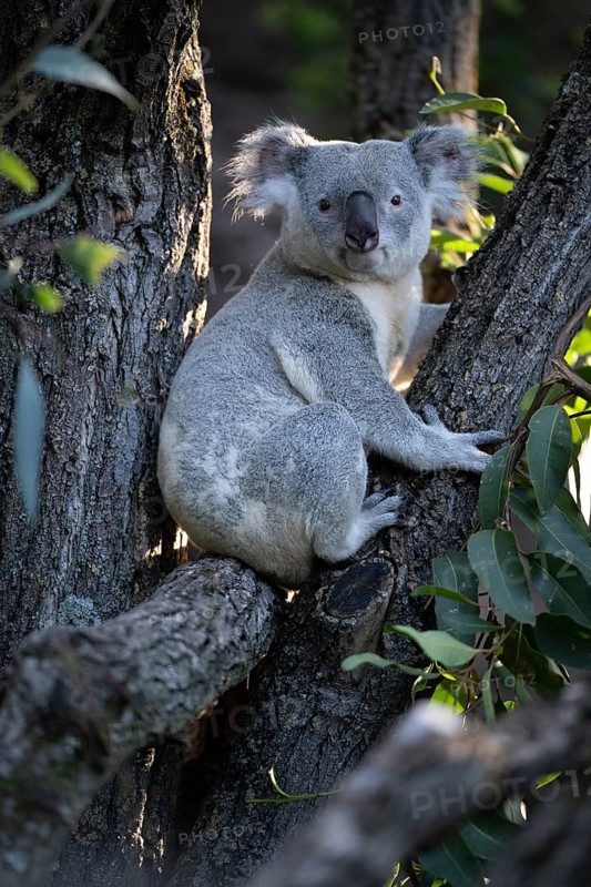 Koala (Phascolarctos cinereus), on tree trunk, captive, Baden-Württemberg, Germany