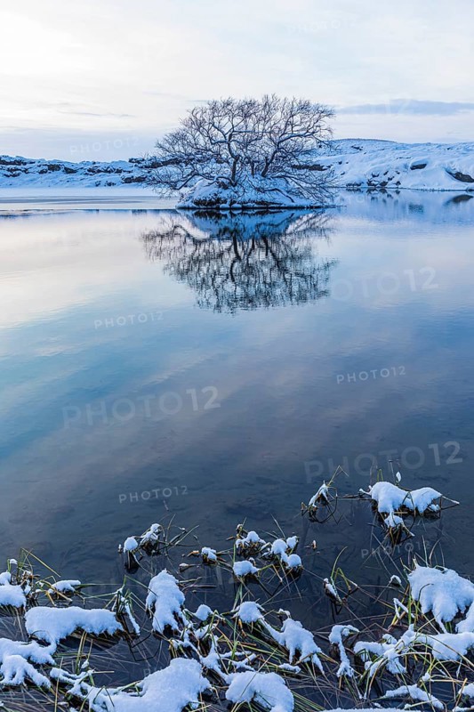 Snow-covered with bushes small island in Lake Myvatn, at blue hour, Kalfaströnd, Northern Iceland Eyestra, Iceland