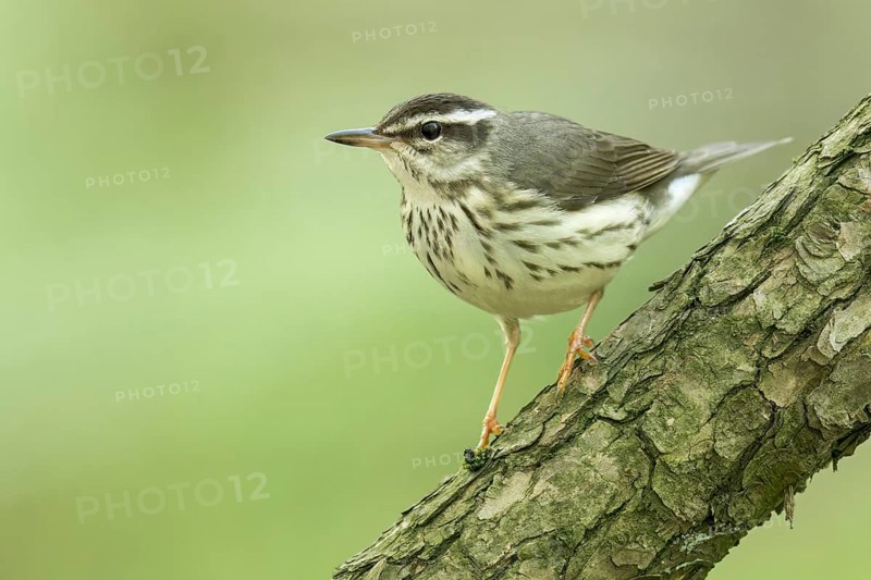 Louisiana waterthrush (Parkesia motacilla) perched on a branch in Ontario, Canada