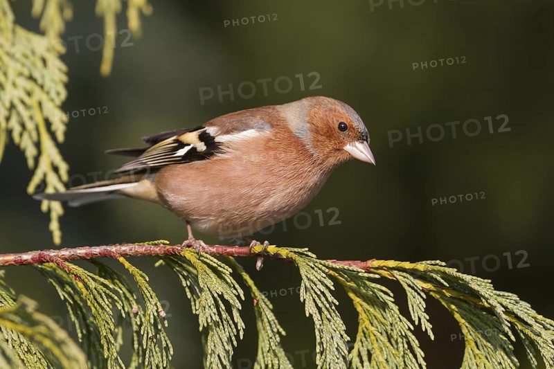 Chaffinch - Buchfink - Fringilla coelebs ssp. coelebs, Germany, adult male