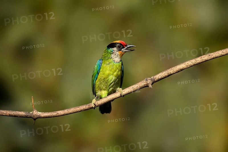 Golden-throated Barbet (Psilopogon franklinii) perched on a branch, Yunnan, China