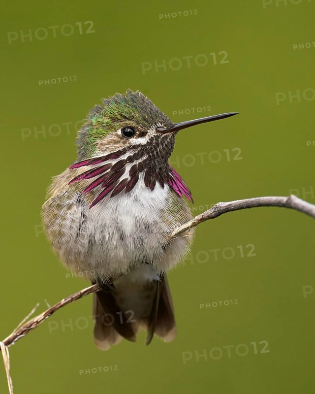 Calliope Hummingbird