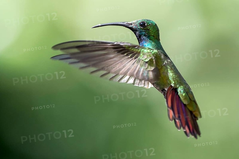 Green-breasted Mango (Anthracothorax prevostii) male flying, Peten, Guatemala