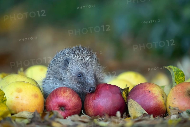 European hedgehog (Erinaceus europaeus) adult animal on fallen apples fruit in a garden in autumn, England, United Kingdom