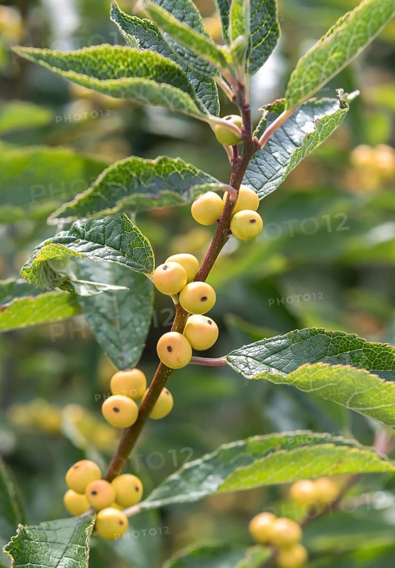 Winterberry (Ilex verticillata 'Citronella'), Bundessortenamt, Germany