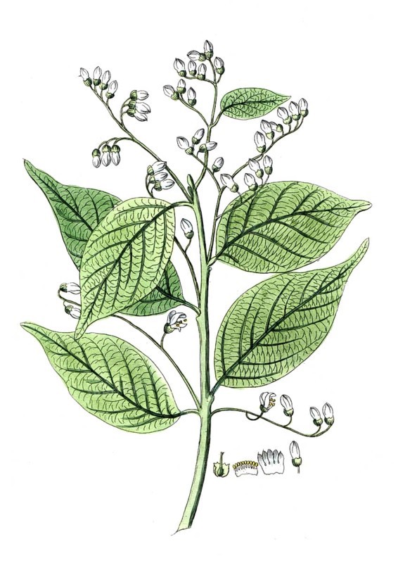 Styrax benzoin, Styrax tree, Sumatran benzoin tree, digital reproduction of a historical model, between 1790 and 1810
