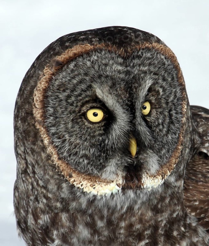 Great Grey Owl (Strix nebulosa) female, Saskatchewan, Canada
