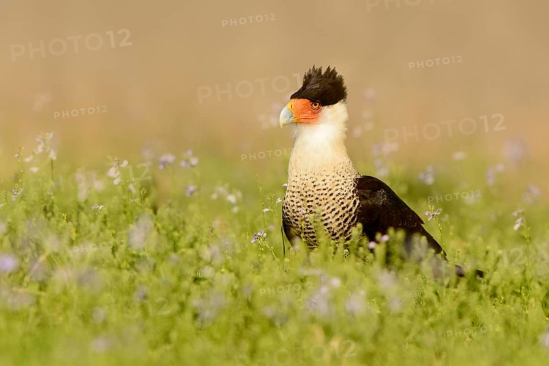 Northern Crested Caracara (Caracara cheriway), Texas, USA