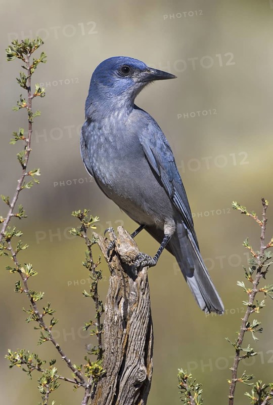 Pinyon Jay (Gymnorhinus cyanocephalus), Oregon, USA
