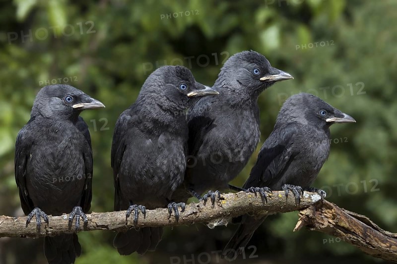 Western Jackdaw (Coloeus monedula), Castile-La Mancha, Spain