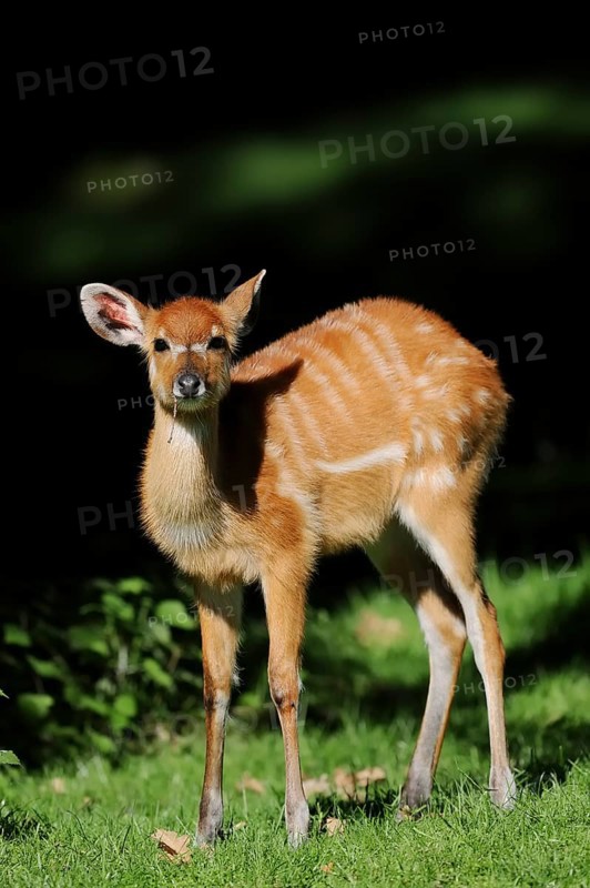 Western Sitatunga (Tragelaphus spekii gratus), juvenile, captive, occurrence in Africa
