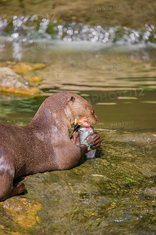 An adult giant otter or giant river otter (Pteronura brasiliensis) sits in a small creek with a little cascade and eats a fish