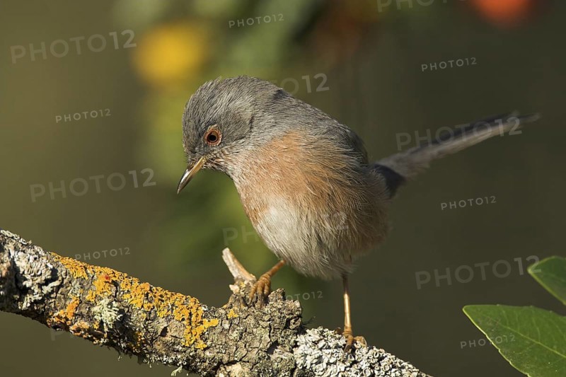 Dartford Warbler (Sylvia undata), Castile-La Mancha, Spain