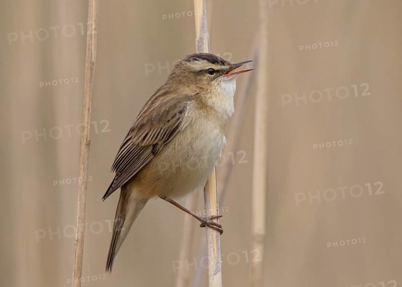 Sedge Warbler (Acrocephalus schoenobaenus) singing in reedbed, Wales, United Kingdom
