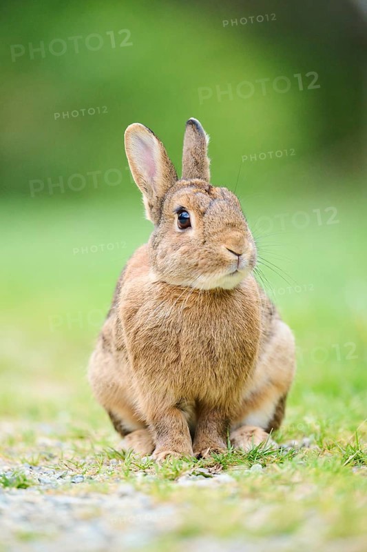 Domesticated rabbit (Oryctolagus cuniculus domesticus) on a meadow, Franconia, Bavaria, Germany