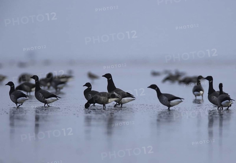 Brant Goose (Branta bernicla), Schleswig-Holstein, Germany