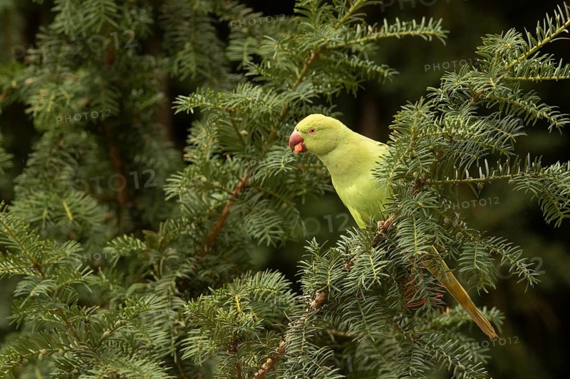 Rose-ringed Parakeet (Psittacula krameri) female feeding on European yew (Taxus baccata) seeds, Hesse, Germany