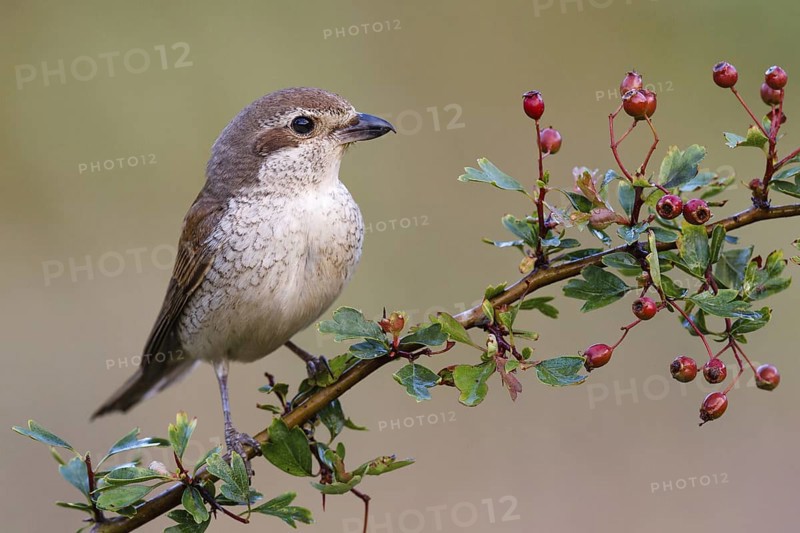 Red-backed Shrike (Lanius collurio) female, Asturias, Spain