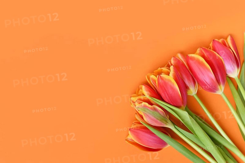 Top view of dark pink tulip flowers with yellow tips on orange background. Floral spring background with copy space