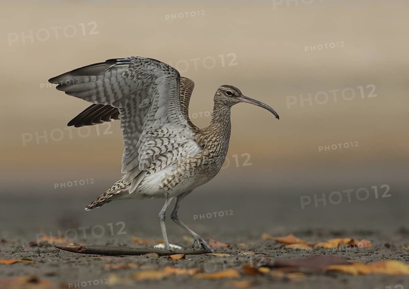 Whimbrel (Numenius phaeopus), Gambia