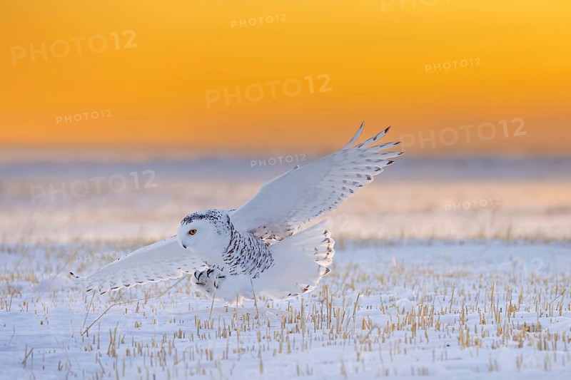 Snowy owl, polar owl, Arctic owl, white owl (Bubo scandiacus) adult female in flight hunting over snow covered field at sunrise in winter