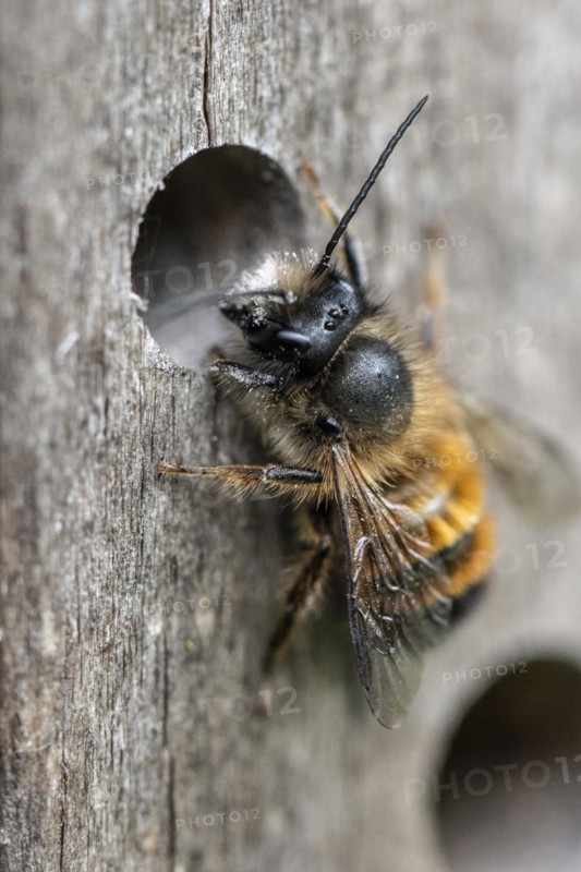 Rusty red mason bee (Osmia bicornis), Emsland, Lower Saxony, Germany